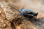 ground beetle