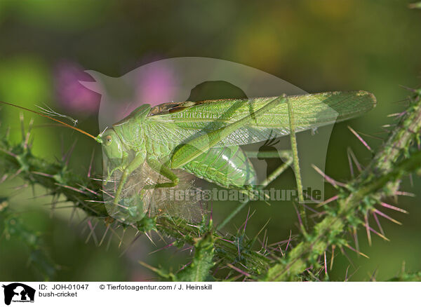Heupferd / bush-cricket / JOH-01047