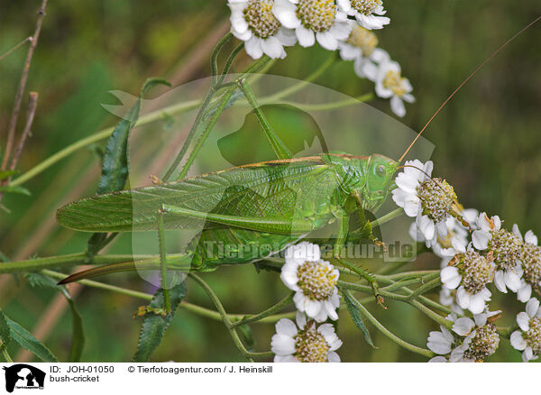 Heupferd / bush-cricket / JOH-01050
