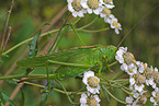 bush-cricket