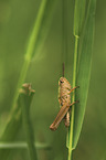 Grasshopper