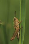 Grasshopper