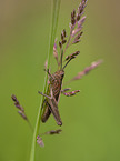 grasshopper