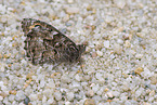 rock grayling
