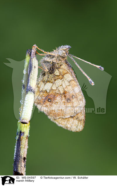 Skabiosen-Scheckenfalter / marsh fritillary / WS-04597