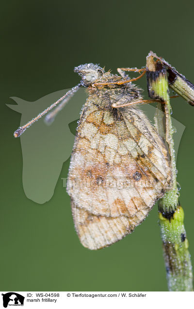 Skabiosen-Scheckenfalter / marsh fritillary / WS-04598