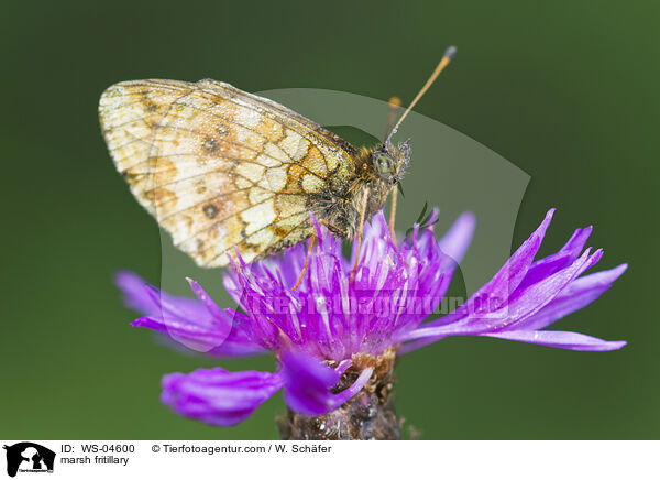 Skabiosen-Scheckenfalter / marsh fritillary / WS-04600