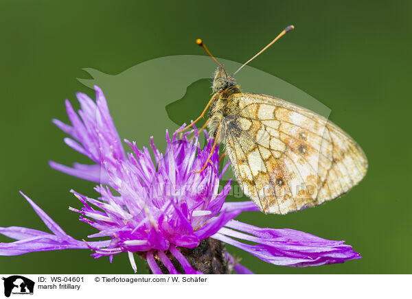 marsh fritillary / WS-04601