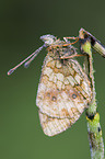 marsh fritillary