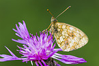 marsh fritillary
