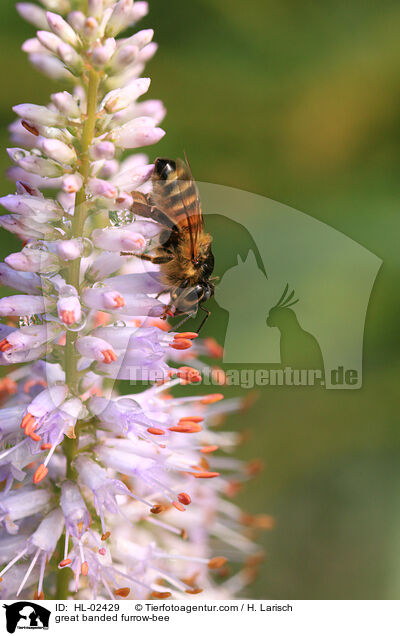 Gelbbindige Furchenbiene / great banded furrow-bee / HL-02429