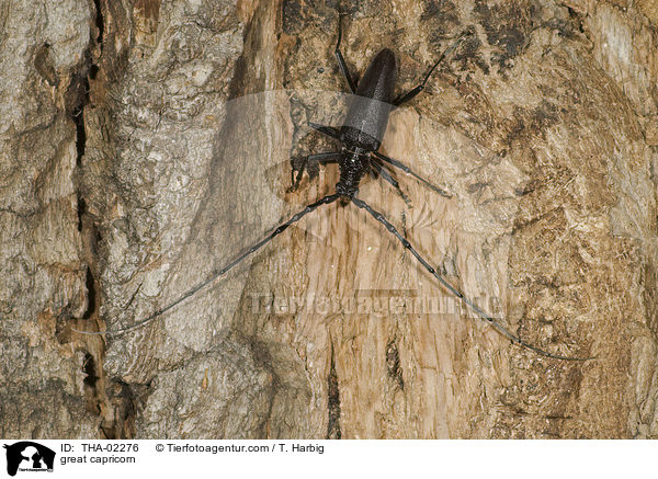 Groer Eichenbock / great capricorn / THA-02276