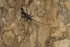 great capricorn