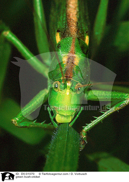 Grnes Heupferd / green bush-cricket / DV-01070