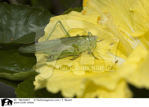Grnes Heupferd / great bush cricket / TM-02847