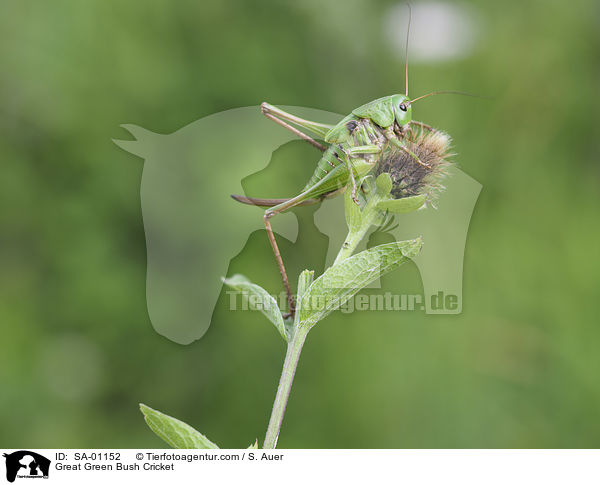 Grnes Heupferd / Great Green Bush Cricket / SA-01152