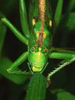 green bush-cricket
