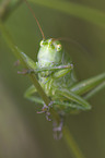 great green bush cricket