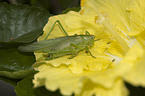 great bush cricket