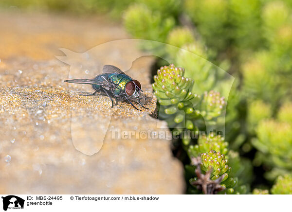 Goldfliege / greenbottle / MBS-24495