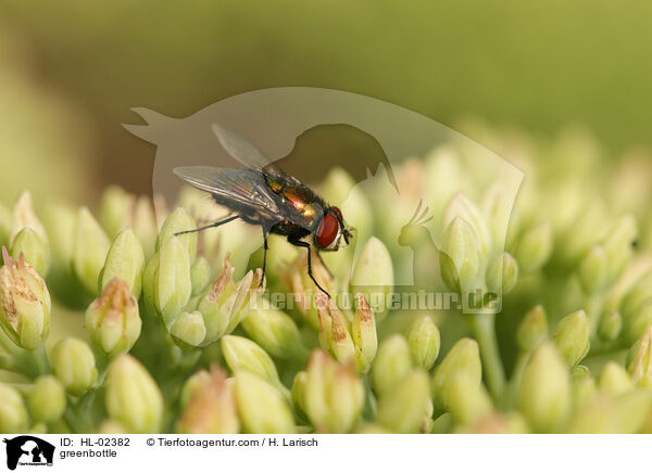 Goldfliege / greenbottle / HL-02382
