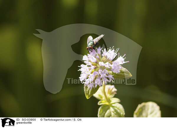 Goldfliege / greenbottle / SO-03900