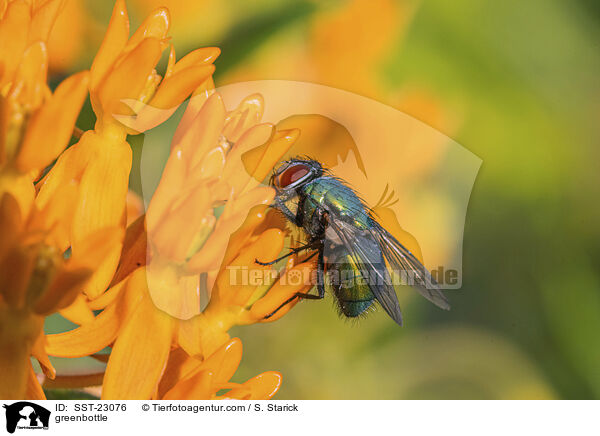 Goldfliege / greenbottle / SST-23076