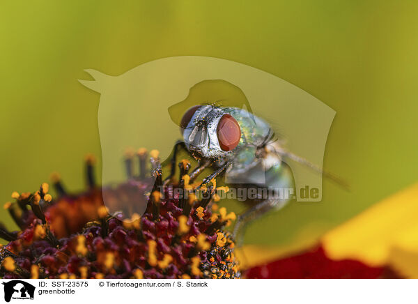 Goldfliege / greenbottle / SST-23575