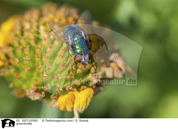 Goldfliege / greenbottle / SST-23580