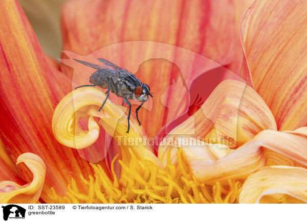 Goldfliege / greenbottle / SST-23589