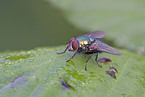 greenbottle fly