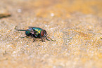 greenbottle