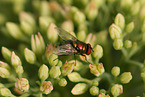 greenbottle