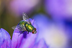 greenbottle