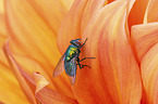 greenbottle