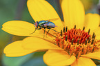 greenbottle