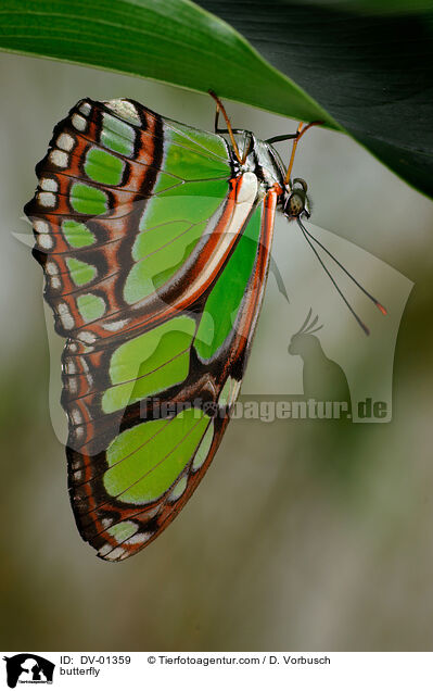butterfly / DV-01359