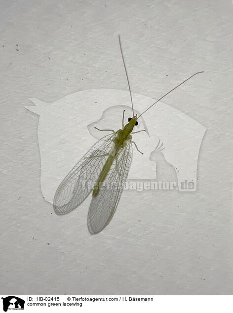 Florfliege / common green lacewing / HB-02415