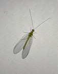 common green lacewing