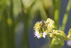 green plant bug