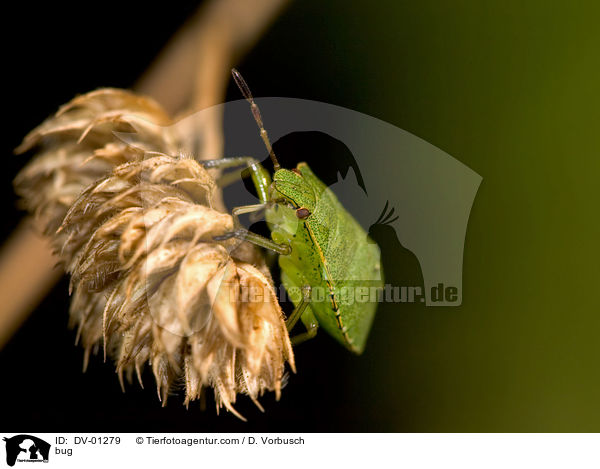 Grne Stinkwanze / bug / DV-01279