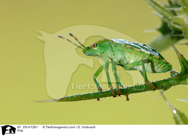 bug / DV-01281