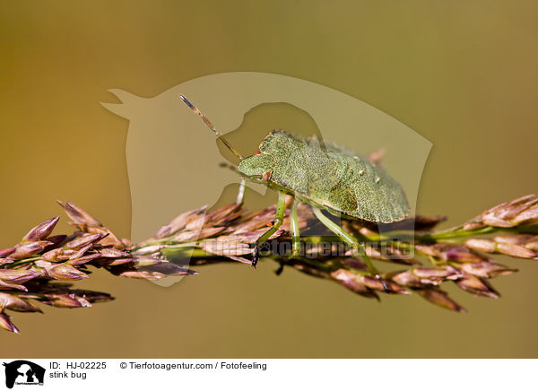 stink bug / HJ-02225