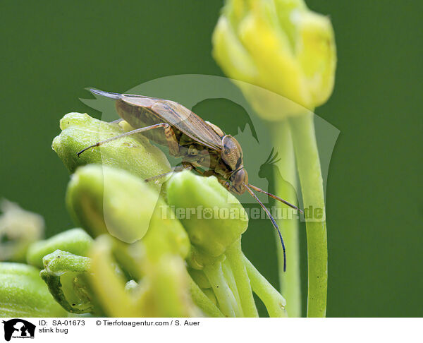 Gemeine Stinkwanze / stink bug / SA-01673