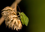 bug