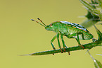 bug