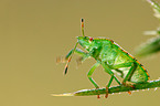bug