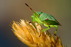 bug