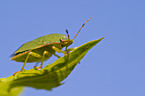 stink bug