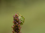 Green Shield Bug